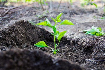 Young plants of paprika seedlings