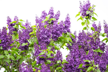 Obraz premium Macro image of spring lilac violet flowers, abstract soft focus floral background