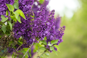 Obraz premium Macro image of spring lilac violet flowers, abstract soft focus floral background