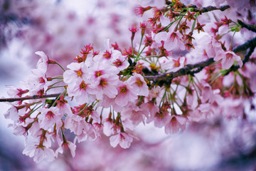Beautiful cherry blossom sakura
