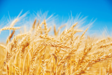 Gold wheat field and blue sky