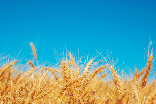 Gold wheat field and blue sky