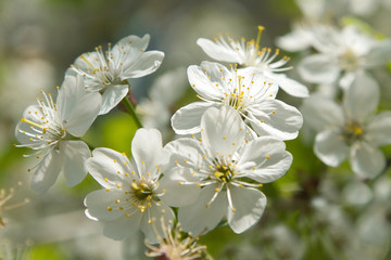 Cherry blossoms over blurred nature background/ Spring flowers/Spring Background with bokeh