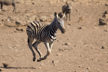 Fototapeta premium Zebra foal running away from danger to mom