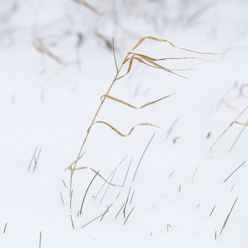 reed grass in winter landscape