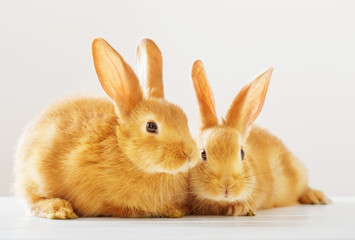 two red rabbits on white background