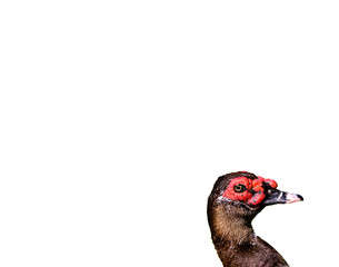 extreme close up of duck's head on high key background