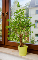 Fototapeta na wymiar Pflanze auf Fensterbank