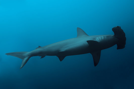 Side view of the hammerhead shark in ocean