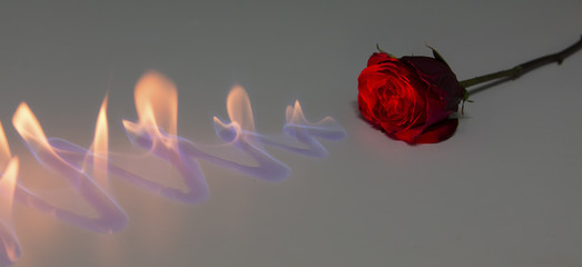 Red rose with fire on shiny surface in studio