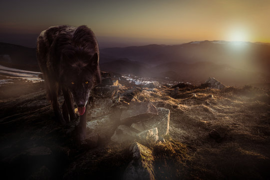 Loup