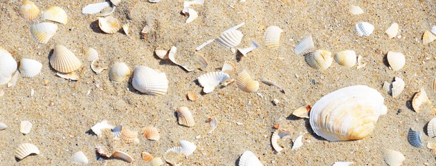 Muscheln im Sand 