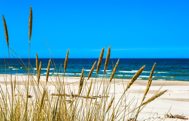 Naklejki  Widok na morze i piaszczystą plażę przez trawę z wydm, pusta plaża.