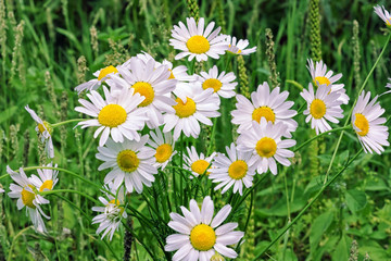 Fototapeta premium Bouquet of camomiles