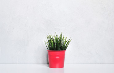 Grass plant in red pot