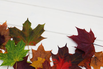 Maple autumn leaves background