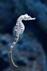 Big-belly seahorse (Hippocampus abdominalis) - obrazy, fototapety, plakaty