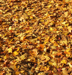 Tree in autumn