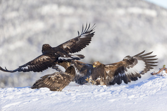 White-tailed eagle and Golden eagles fighting.