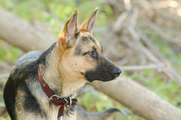  Portrait in profile of a half-breed dog yard and a German shepherd, lies on the sand