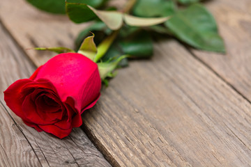 Red rose on a dark wooden background. Women' s day, Valentines D