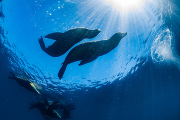 sea lion family underwater in backlight