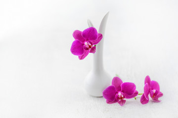 Pink -  Nachtfalter Orchidee - Doritaenopsis  - Freisteller