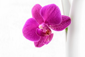 Pink -  Nachtfalter Orchidee - Doritaenopsis  - Freisteller