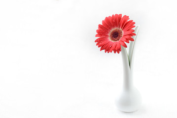 Gerbera Blume rot - Porzellan Vase - Dekoration