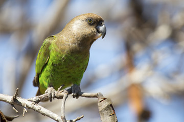 Brown headed parrot sitting on a branch