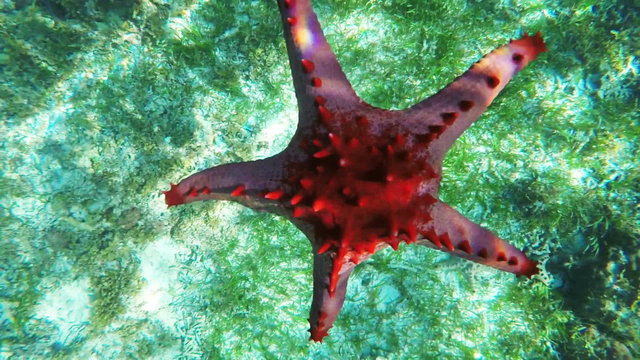 Red starfish slowly sinks to the bottom of the sea.Travel concept,Adventure concept
