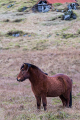 Icelandic horse grazing wild Iceland