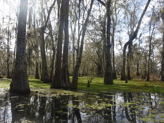 Fototapeta na wymiar Plus grand arbre du bayou