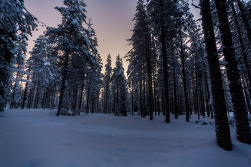 Frozen forest in Finland, Lapland