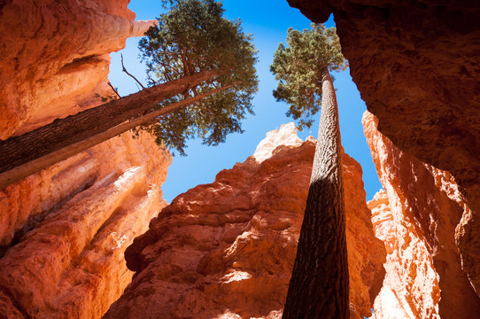 The Bryce Canyon National Park