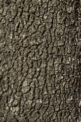Bark detail