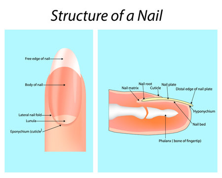 Nail Anatomy - Clinical Anatomy & Operative Surgery | Facebook