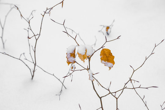 detail of leave in winter in snow