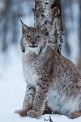 Naklejka na ściany i meble Lynx cat in snowy winter scene, Norway