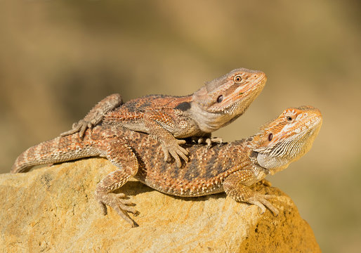 Two central bearded dragons, on yellow rock, with clean background, Czech Republic