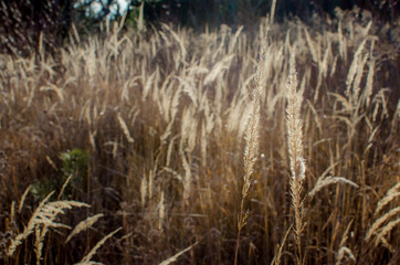 Fototapeta premium graeser in der natur
