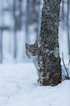 Lynx kitten playing in snowy winter scene, Norway