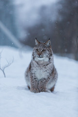 Naklejka premium Lynx kitten in snowy winter scene, Norway