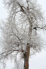Snow covered bare winter tree during snow storm