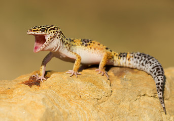 Leopard gecko on the rock with open mouth, clean background, Czech Republic