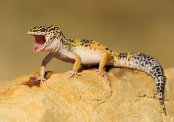 Fotobehang Leopard gecko on the rock with open mouth, clean background, Czech Republic © mzphoto11