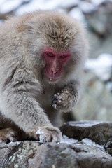 Japanese Snow Monkey in the wild