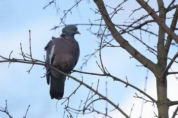 Common Wood Pigeon, Wood Pigeon, Columba palumbus