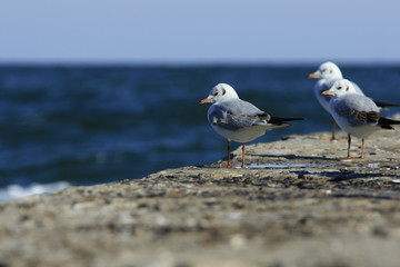 Obraz premium Gulls on the pierthree gulls take a rest on a pier at the sea