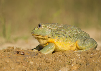 African bullfrog in the mud, looking at prey, clean green background, Czech Republic